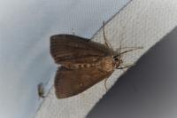 Parapoynx stratiotata