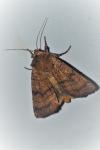 Xestia sexstrigata