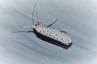 Yponomeuta malinella