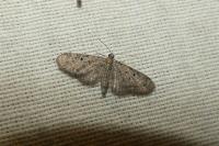 Eupithecia virgaureata