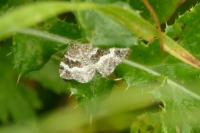 Epirrhoe alternata