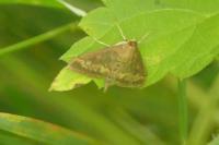 Ostrinia nubilalis/scapulalis