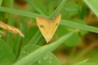 Rivula sericealis