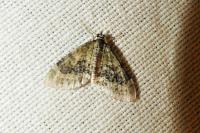 Acasis viretata