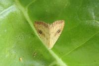Rivula sericealis