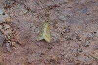 Udea ferrugalis