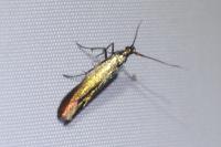 Coleophora