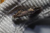 Aproaerema anthyllidella