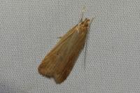 Helcystogramma rufescens