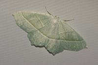 Campaea margaritaria