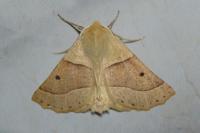 Crocallis elinguaria