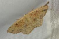 Cyclophora porata