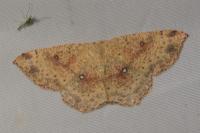 Cyclophora porata
