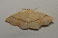 Cyclophora punctaria