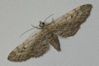 Eupithecia nanata
