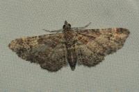 Gymnoscelis rufifasciata