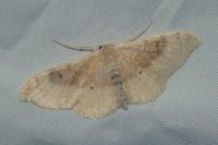 Idaea degeneraria
