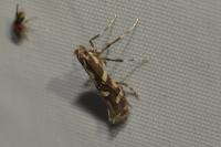 Calybites phasianipennella