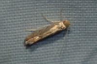 Phyllonorycter quercifoliella