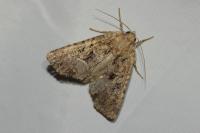 Mesapamea secalella/secalis