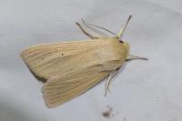 Mythimna pallens