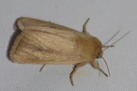 Sesamia nonagrioides