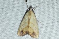 Evergestis extimalis