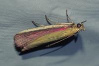 Oncocera semirubella