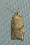 Acleris ferrugana/notana
