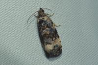 Endothenia gentianaeana/marginana/oblongana