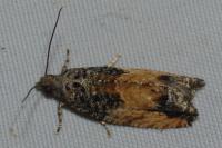 Epinotia nisella