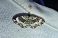 Epirrhoe alternata