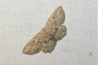 Cyclophora pendularia