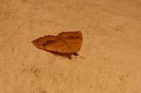 Camptogramma bilineata