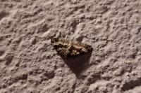 Epirrhoe alternata