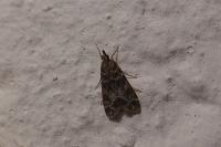 Eudonia mercurella