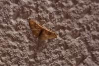 Idaea degeneraria