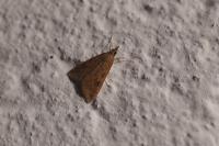 Udea ferrugalis