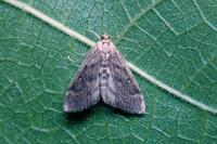 Parapoynx stratiotata