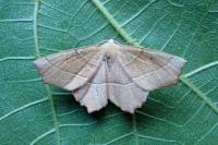Gerinia honoraria