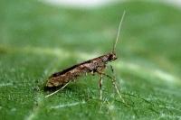 Caloptilia cuculipennella