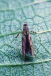 Caloptilia cuculipennella