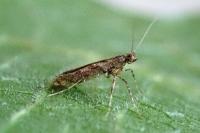 Caloptilia cuculipennella