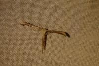 Emmelina argoteles/monodactyla