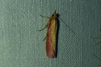 Oncocera semirubella