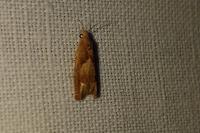 Eucosma conterminana