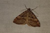 Aplocera efformata/plagiata