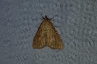 Ostrinia nubilalis/scapulalis