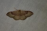 Idaea degeneraria