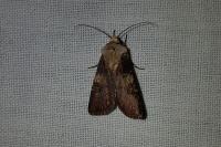 Agrotis puta